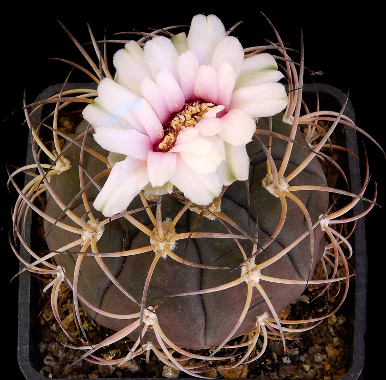 Gymnocalycium pflanzii v. lagunillacense